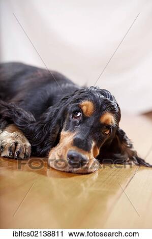 Stock Image - English Cocker Spaniel, black tan color, looking bored. Fotosearch