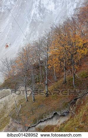 European beech (Fagus sylvatica), beech forest, and chalk cliffs, Moen island, Denmark, Scandinavia, Europe View Large Photo Image Stock Image - European beech (Fagus sylvatica), beech forest, and chalk cliffs, Moen island, Denmark, Scandinavia, Europe. Fotosearch