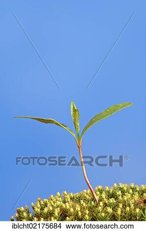 Picture - European beech (Fagus sylvatica) seedling, North Rhine-Westphalia, Germany, Europe. Fotosearch