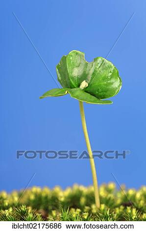 European beech (Fagus sylvatica) seedling, North Rhine-Westphalia, Germany, Europe View Large Photo Image Stock Photograph - European beech (Fagus sylvatica) seedling, North Rhine-Westphalia, Germany, Europe. Fotosearch