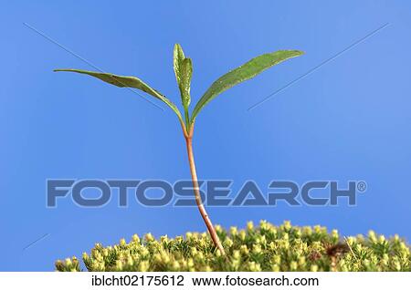 Stock Image - European Beech or Common Beech (Fagus sylvatica), seedling in the spring, North Rhine-Westphalia, Germany, Europe. Fotosearch