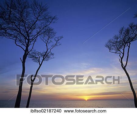 European beeches (Fagus sylvatica), sunset over the Baltic Sea, Darss, Western Pomerania Lagoon Area National Park, Mecklenburg-Western Pomerania, Baltic Sea, Germany, Europe View Large Photo Image Stock Image - European beeches (Fagus sylvatica), sunset over the Baltic Sea, Darss, Western Pomerania Lagoon Area National Park, Mecklenburg-Western Pomerania, Baltic Sea, Germany, Europe. Fotosearch