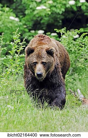 Stock Image - European Brown Bear (Ursus arctos arctos), captive, Bavarian Forest National Park, enclosure, Bavaria, Germany, Europe. Fotosearch