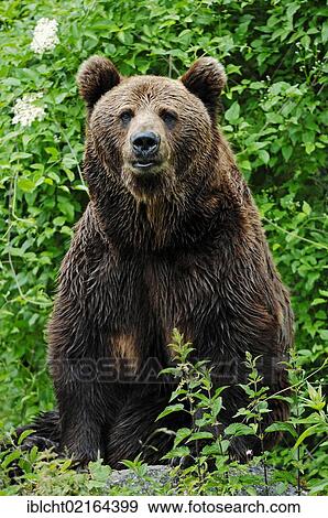 Stock Photo - European Brown Bear (Ursus arctos arctos), captive, Bavarian Forest National Park, enclosure, Bavaria, Germany, Europe. Fotosearch