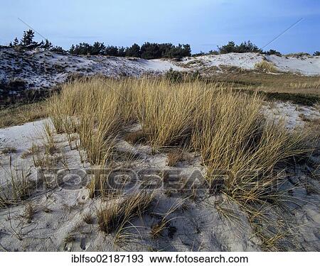 European marram grass, European beachgrass (Ammophila arenaria), Dunes on Darsser Ort spit, Darss, Western Pomerania Lagoon Area National Park, Mecklenburg-Western Pomerania, Baltic Sea, Germany, Europe View Large Photo Image Stock Image - European marram grass, European beachgrass (Ammophila arenaria), Dunes on Darsser Ort spit, Darss, Western Pomerania Lagoon Area National Park, Mecklenburg-Western Pomerania, Baltic Sea, Germany, Europe. Fotosearch