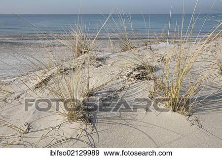 European Marram Grass or European Beachgrass (Ammophila arenaria), west beach on the Darss Peninsula, Bodden Landscape National Park, Mecklenburg-Western Pomerania, Germany, Europe View Large Photo Image Stock Photo - European Marram Grass or European Beachgrass (Ammophila arenaria), west beach on the Darss Peninsula, Bodden Landscape National Park, Mecklenburg-Western Pomerania, Germany, Europe. Fotosearch