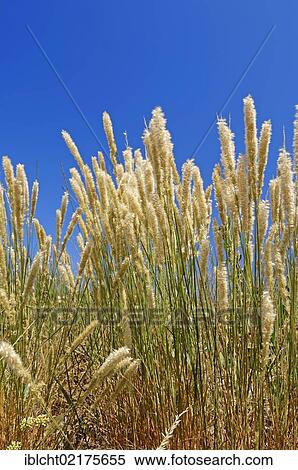 Stock Photography - European Marram Grass or European Beachgrass (Ammophila arenaria), Provence, Southern France, France, Europe. Fotosearch
