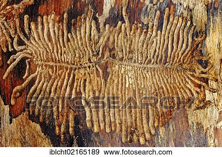 European Spruce Bark Beetle (Ips typographus), larval feeding tracks under the bark of a spruce, North Rhine-Westphalia, Germany, Europe View Large Photo Image Stock Photo - European Spruce Bark Beetle (Ips typographus), larval feeding tracks under the bark of a spruce, North Rhine-Westphalia, Germany, Europe. Fotosearch