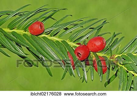 Stock Photo - European Yew (Taxus baccata), twig with fruits, North Rhine-Westphalia, Germany, Europe. Fotosearch