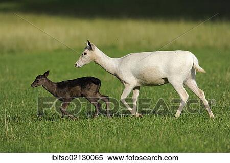 Fallow Deer (Dama dama), white-coloured doe with a black-coloured calf, captive, Bavaria, Germany, Europe View Large Photo Image Stock Photography - Fallow Deer (Dama dama), white-coloured doe with a black-coloured calf, captive, Bavaria, Germany, Europe. Fotosearch