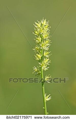 Stock Image - False asphodel (Tofieldia calyculata), flowering, Berchtesgaden National Park, Bavaria, Germany, Europe. Fotosearch