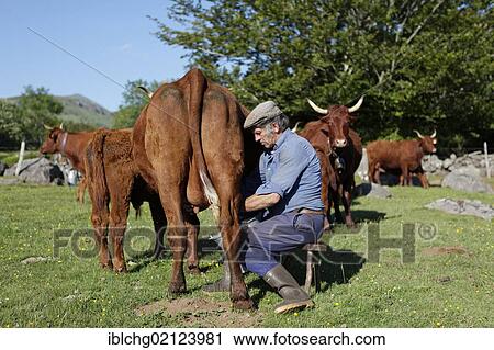 Stock Image - Farmer milking his cow by hand, Fontaine Salee reserve, Auvergne Volcanoes Regional Nature Park, Puy de Dome, France, Europe. Fotosearch