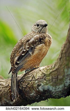 Picture - Fawn-breasted Bowerbird (Chlamydera cerviniventris), Australian species, captive, Bergkamen, North Rhine-Westphalia, Germany, Europe. Fotosearch