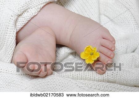 Feet of a baby with a flower, 6 months View Large Photo Image Stock Image - Feet of a baby with a flower, 6 months. Fotosearch