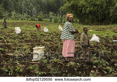 Female farmers during field work at the foot of the Gahinga volcano at the entrance to the Volcanoes National Park, Parc National des Volcans near the village of Kinigi, Rwanda, Africa View Large Photo Image Stock Photography - Female farmers during field work at the foot of the Gahinga volcano at the entrance to the Volcanoes National Park, Parc National des Volcans near the village of Kinigi, Rwanda, Africa. Fotosearch