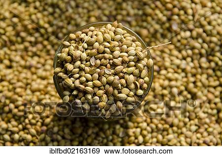 Fennel, spice for sale on the market in the suburb of Paharganj, New Delhi, India, Asia View Large Photo Image Stock Photo - Fennel, spice for sale on the market in the suburb of Paharganj, New Delhi, India, Asia. Fotosearch
