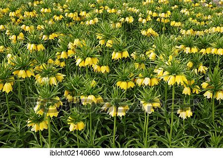 Field of Crown Imperial (Fritillaria imperialis) View Large Photo Image Stock Image - Field of Crown Imperial (Fritillaria imperialis). Fotosearch