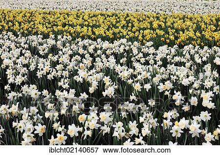 Stock Photo - Field of Daffodils (Narcissus sp. ), Lisse, South Holland, Holland, Netherlands, Europe. Fotosearch