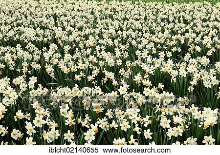 Stock Photography - Field of Daffodils (Narcissus sp. ), Lisse, South Holland, Holland, Netherlands, Europe. Fotosearch