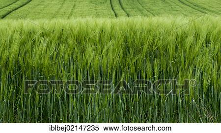 Field of green wheat, Limagne, Auvergne, France, Europe View Large Photo Image Stock Photography - Field of green wheat, Limagne, Auvergne, France, Europe. Fotosearch