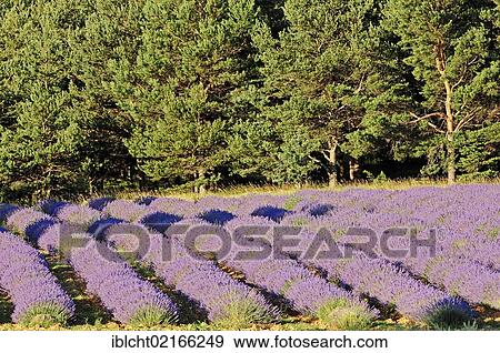 Field of Lavender (Lavandula angustifolia), Vaucluse, Provence-Alpes-Cote d'Azur, Southern France, France, Europe, PublicGround, Europe View Large Photo Image Stock Photo - Field of Lavender (Lavandula angustifolia), Vaucluse, Provence-Alpes-Cote d'Azur, Southern France, France, Europe, PublicGround, Europe. Fotosearch