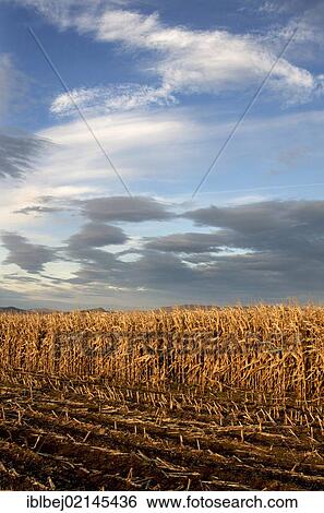 Stock Photograph - Field of maize, Auvergne, France, Europe. Fotosearch