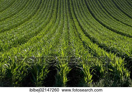 Stock Image - Field of maize, Limagne, Auvergne, France, Europe. Fotosearch