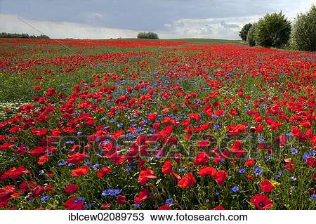 Stock Image - Field of poppies (Papaver rhoeas), Grevesmuehlen, Schleswig-Holstein, Germany, Europe. Fotosearch