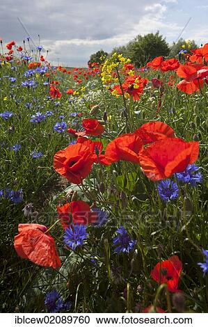 Field of poppies (Papaver rhoeas), Grevesmuehlen, Schleswig-Holstein, Germany, Europe View Large Photo Image Stock Image - Field of poppies (Papaver rhoeas), Grevesmuehlen, Schleswig-Holstein, Germany, Europe. Fotosearch