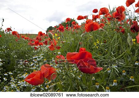 Stock Image - Field of poppies (Papaver rhoeas), Grevesmuehlen, Schleswig-Holstein, Germany, Europe. Fotosearch