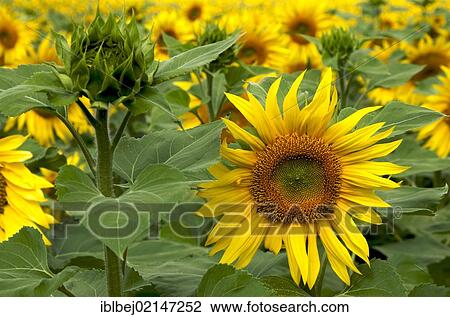 Field of Sunflowers (Helianthus annuus), Limagne, Auvergne, France, Europe View Large Photo Image Stock Image - Field of Sunflowers (Helianthus annuus), Limagne, Auvergne, France, Europe. Fotosearch