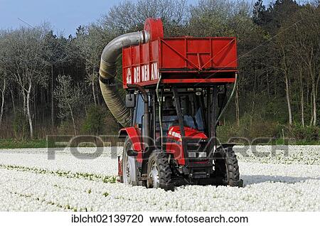 Field of Tulips, flowers being harvested mechanically with a tractor, Lisse, South Holland, Holland, Netherlands, Europe View Large Photo Image Stock Image - Field of Tulips, flowers being harvested mechanically with a tractor, Lisse, South Holland, Holland, Netherlands, Europe. Fotosearch