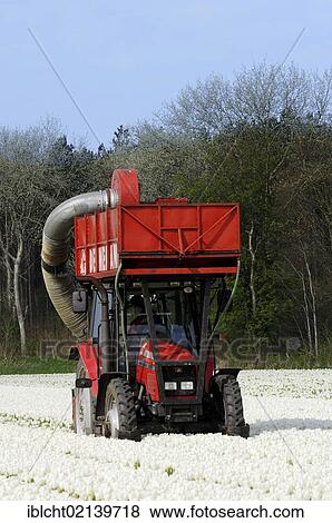 Stock Photo - Field of Tulips, flowers being harvested mechanically with a tractor, Lisse, South Holland, Holland, Netherlands, Europe. Fotosearch