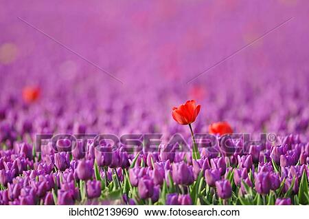 Field of Tulips (Tulipa sp. ), near Lisse, South Holland, Holland, Netherlands, Europe View Large Photo Image Stock Image - Field of Tulips (Tulipa sp. ), near Lisse, South Holland, Holland, Netherlands, Europe. Fotosearch