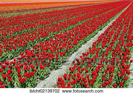 Field of Tulips (Tulipa sp. ), near Lisse, South Holland, Holland, Netherlands, Europe View Large Photo Image Stock Image - Field of Tulips (Tulipa sp. ), near Lisse, South Holland, Holland, Netherlands, Europe. Fotosearch