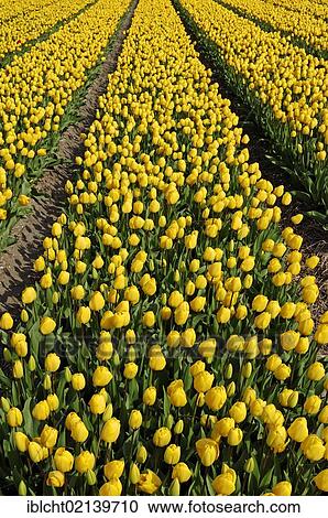 Field of Tulips (Tulipa sp. ), near Lisse, South Holland, Holland, Netherlands, Europe View Large Photo Image Stock Image - Field of Tulips (Tulipa sp. ), near Lisse, South Holland, Holland, Netherlands, Europe. Fotosearch