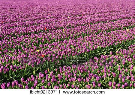 Field of Tulips (Tulipa sp. ) near Lisse, South Holland, Holland, Netherlands, Europe View Large Photo Image Stock Image - Field of Tulips (Tulipa sp. ) near Lisse, South Holland, Holland, Netherlands, Europe. Fotosearch