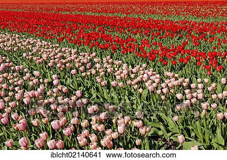 Field of Tulips (Tulipa sp. ), near Lisse, South Holland, Holland, Netherlands, Europe View Large Photo Image Stock Image - Field of Tulips (Tulipa sp. ), near Lisse, South Holland, Holland, Netherlands, Europe. Fotosearch
