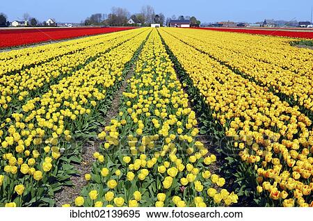 Field of Tulips (Tulipa sp. ), near Lisse, South Holland, Holland, Netherlands, Europe View Large Photo Image Stock Photography - Field of Tulips (Tulipa sp. ), near Lisse, South Holland, Holland, Netherlands, Europe. Fotosearch