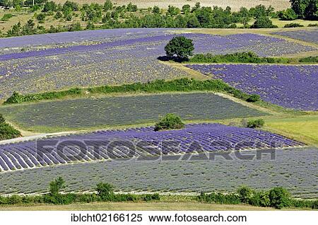 Stock Photography - Fields of Lavender (Lavandula angustifolia), Vaucluse, Provence-Alpes-Cote d'Azur, Southern France, France, Europe, PublicGround, Europe. Fotosearch