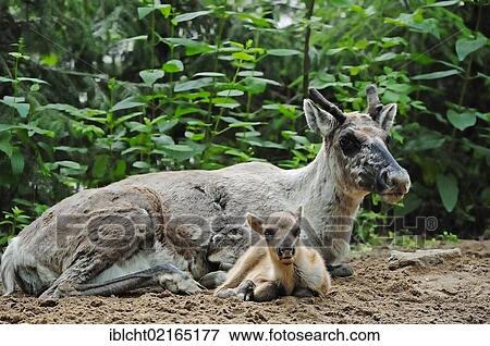Finnish Forest Reindeer (Rangifer tarandus fennicus), female with young, captive, Czech Republic, Europe View Large Photo Image Stock Photo - Finnish Forest Reindeer (Rangifer tarandus fennicus), female with young, captive, Czech Republic, Europe. Fotosearch