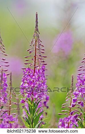Stock Photo - Fireweed, Great Willow-herb Canada, or Rosebay Willowherb (Epilobium angustifolium), North Rhine-Westphalia, Germany, Europe. Fotosearch