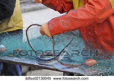 Fisherman removing a captured Garfish (Belone belone) from a net on a beach in Binz, Ruegen, Mecklenburg-Western Pomerania, Germany, Europe View Large Photo Image Stock Photography - Fisherman removing a captured Garfish (Belone belone) from a net on a beach in Binz, Ruegen, Mecklenburg-Western Pomerania, Germany, Europe. Fotosearch