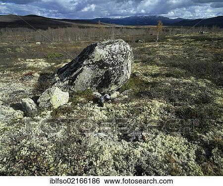 Fjell landscape with a boulder along the Jotunheimvegen toll road from Skålbu to Bygdin, Jotunheimen, Oppland, Norway, Scandinavia, Europe View Large Photo Image Stock Photograph - Fjell landscape with a boulder along the Jotunheimvegen toll road from Skålbu to Bygdin, Jotunheimen, Oppland, Norway, Scandinavia, Europe. Fotosearch