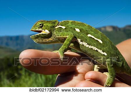 Flap-necked Chameleon (Chamaeleonidae) sitting on a hand, Royal Natal National Park, Drakensberge mountains, KwaZulu-Natal, South Africa, Africa View Large Photo Image Picture - Flap-necked Chameleon (Chamaeleonidae) sitting on a hand, Royal Natal National Park, Drakensberge mountains, KwaZulu-Natal, South Africa, Africa. Fotosearch