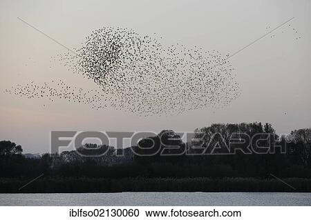 Flock of Starlings (Sturnus vulgaris) flying over their sleeping area beside a pond, Thuringia, Germany, Europe View Large Photo Image Stock Image - Flock of Starlings (Sturnus vulgaris) flying over their sleeping area beside a pond, Thuringia, Germany, Europe. Fotosearch