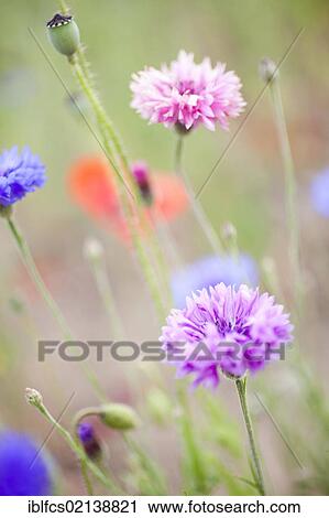 Flower meadow with Carnations (Dianthus) and Poppy (Papaver rhoeas) View Large Photo Image Stock Image - Flower meadow with Carnations (Dianthus) and Poppy (Papaver rhoeas). Fotosearch