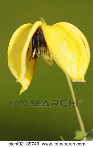 Stock Photo - Flowering Clematis (Clematis orientalis). Fotosearch