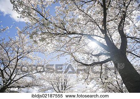 Flowering Japanese Cherry, Oriental Cherry (Prunus serrulata) View Large Photo Image Stock Photography - Flowering Japanese Cherry, Oriental Cherry (Prunus serrulata). Fotosearch
