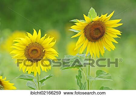 Flowering Sunflowers (Helianthus annuus), Provence, Southern France, France, Europe View Large Photo Image Stock Photo - Flowering Sunflowers (Helianthus annuus), Provence, Southern France, France, Europe. Fotosearch